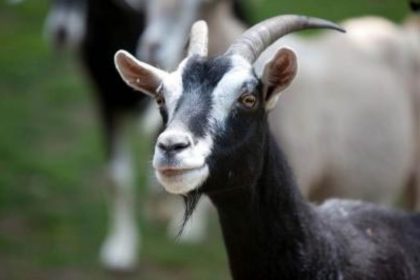 deadly illness in goats