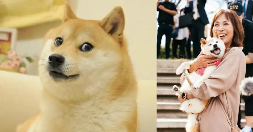 Meme Dog Kabosu Dies