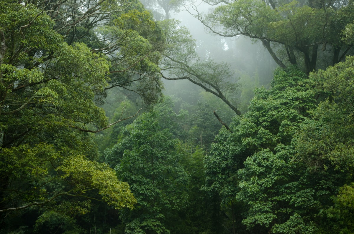 Misty rainforest canopy, dense and unexplored