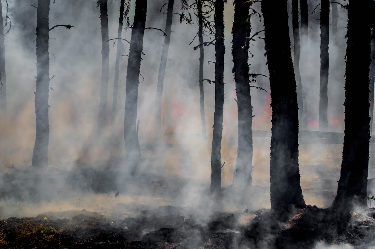 Forest silhouette covered in wildfire smoke