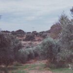 Olive grove, illustrative image of agricultural land in the region affected by shelling
