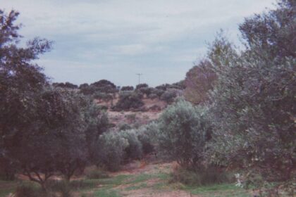 Olive grove, illustrative image of agricultural land in the region affected by shelling