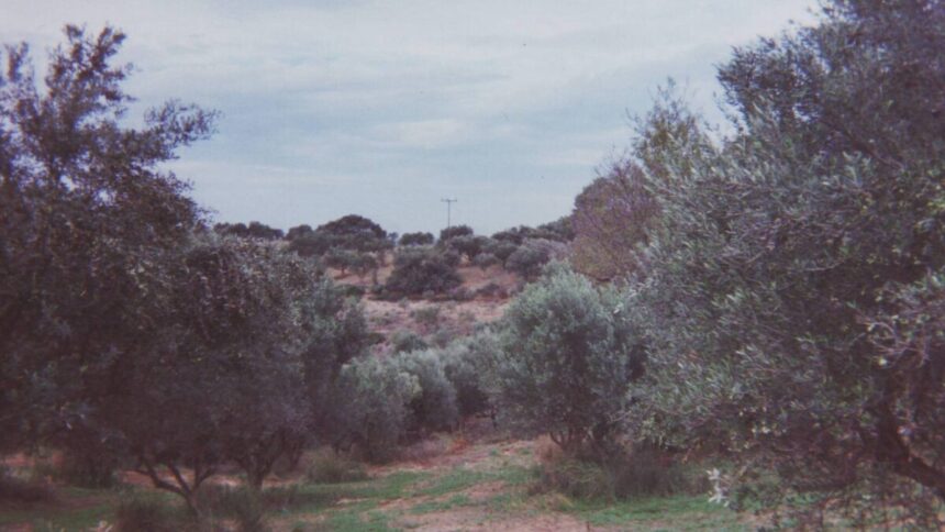 Olive grove, illustrative image of agricultural land in the region affected by shelling